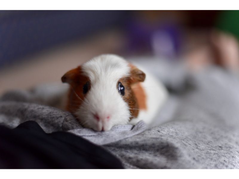 How to tame your guinea pig