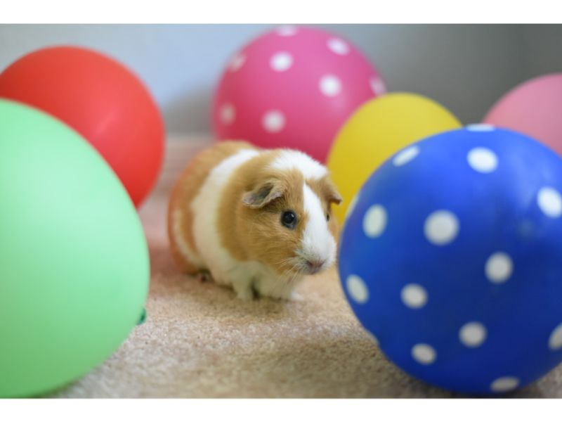 How to entertain a guinea pig