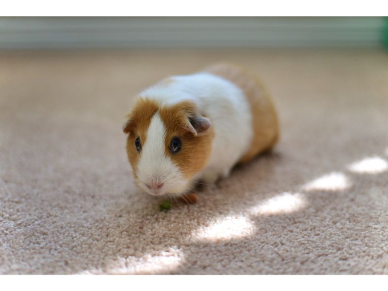 can guinea pigs eat mustard greens?