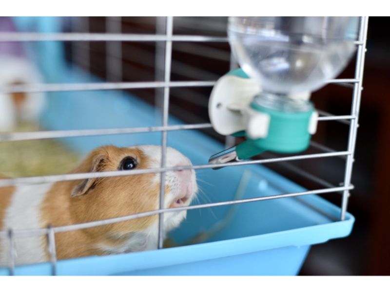 Why Does My Guinea Pig Drink So Much Water? 5 Whys! PetCosset