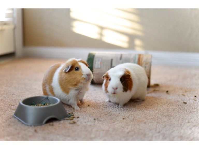 Why Do Guinea Pigs Fight. 4 Simple Terms