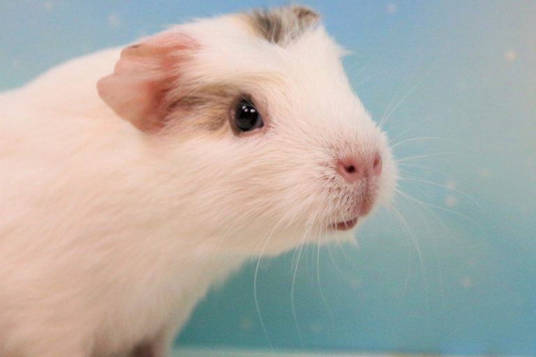Why Is My Guinea Pig Shivering? Here Are 4 Reasons Why!
