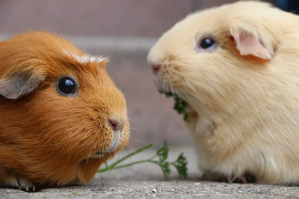 how to stop guinea pigs from fighting
