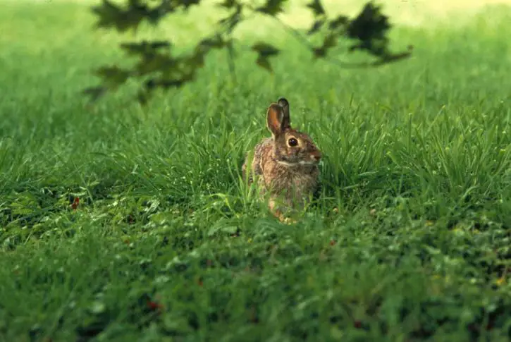 How To Find A Lost Rabbit