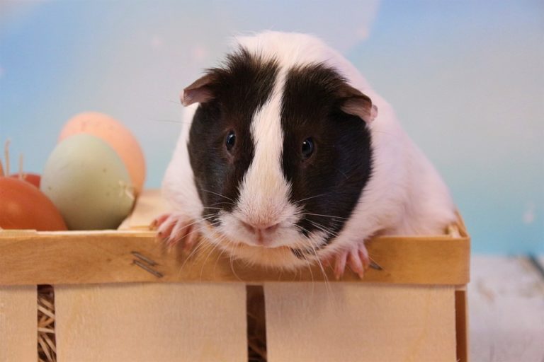 Why Do Guinea Pigs Vibrate? 9 Signs They’re Happy!