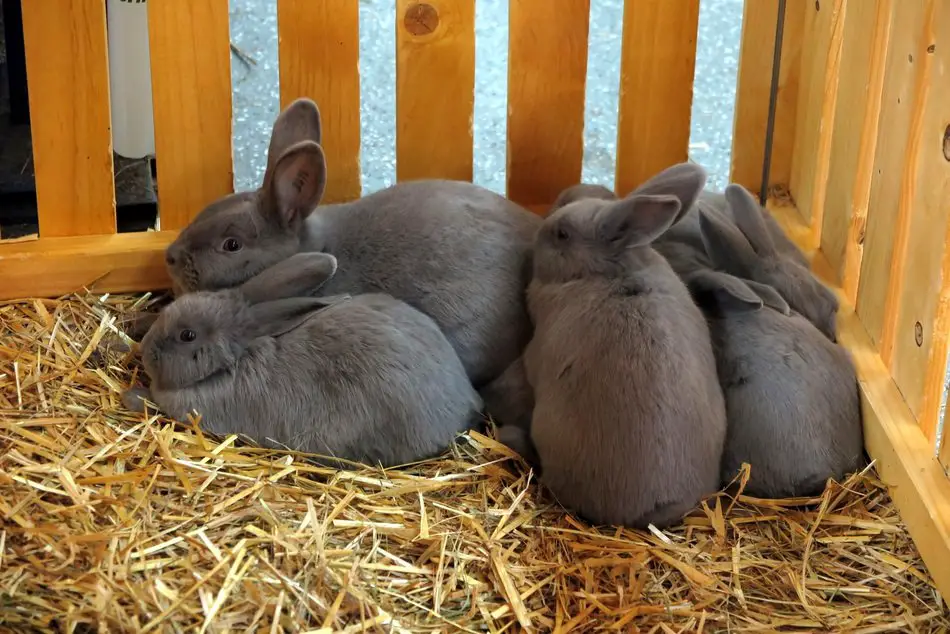 how often should i clean my rabbits cage