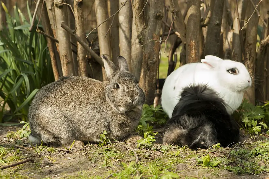 why is the rabbit crying