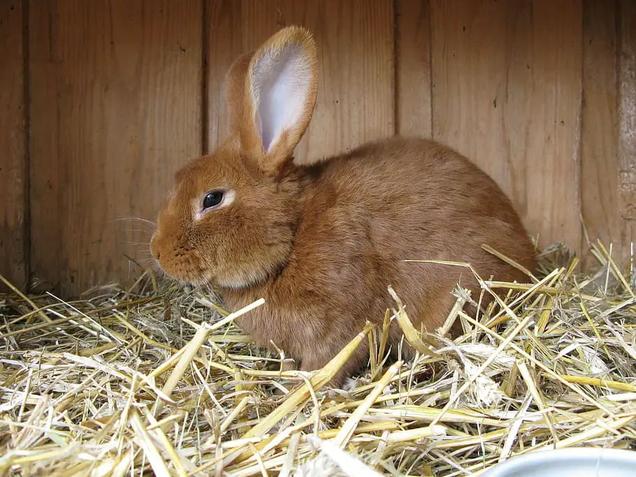 how to make a rabbit bed