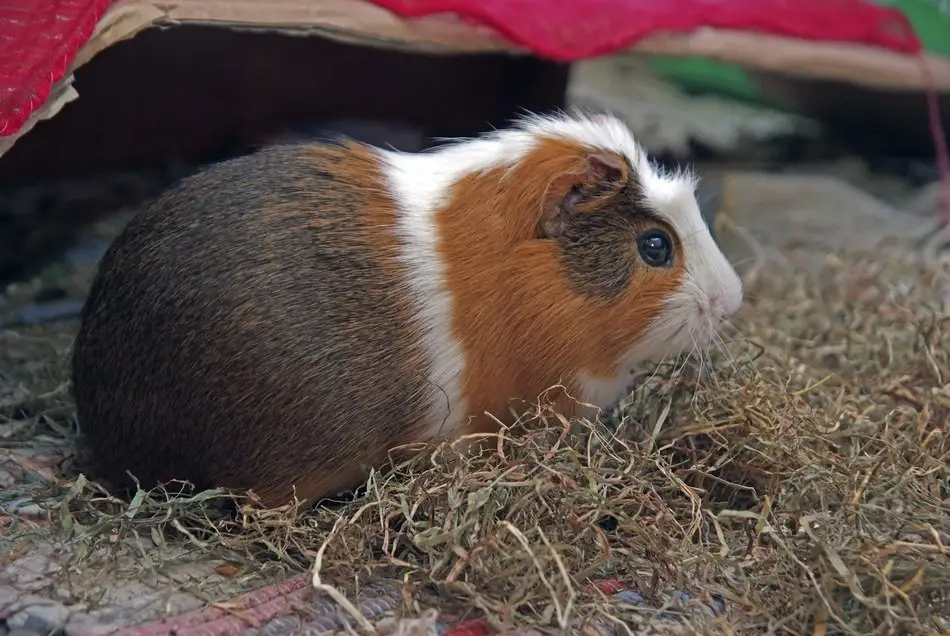 Why do guinea pigs jump