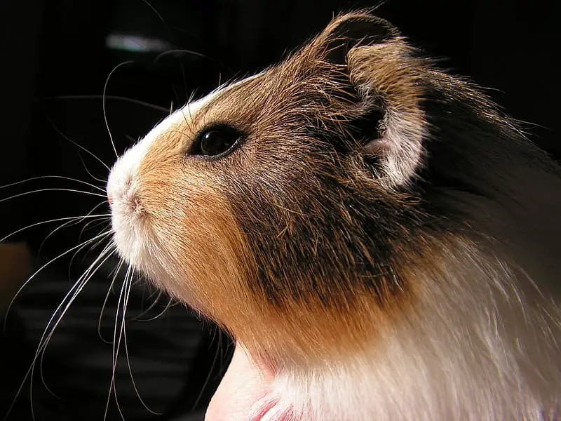 why do guinea pigs have red eyes