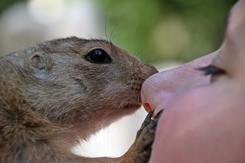 How to pick up a guinea pig that runs away