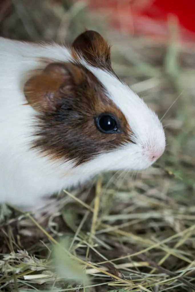 Why Should You Trim Guinea Pig Teeth At Home