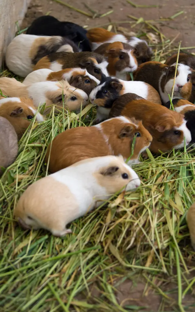 How Long Should A Guinea Pig’s Tooth Be