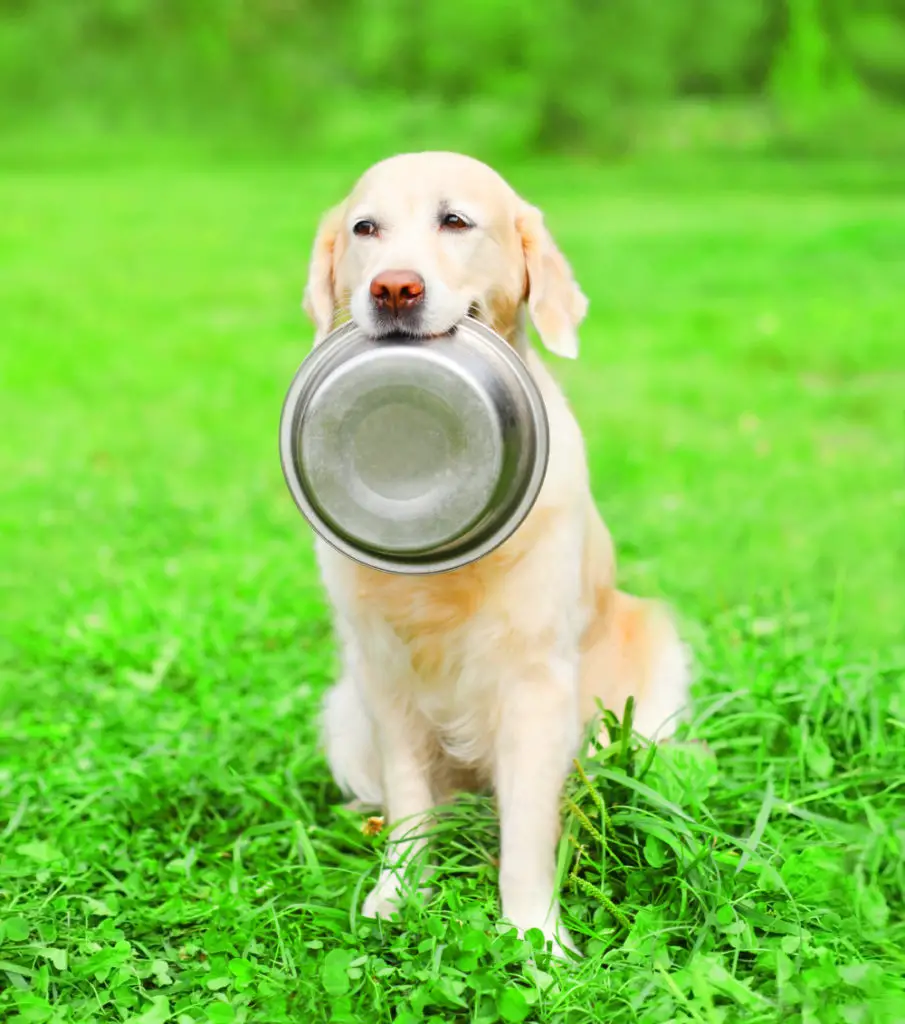 Why does my dog carry his empty food bowl?