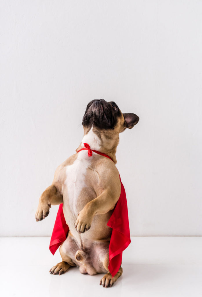 Tips for training your dog to hold its bladder overnight