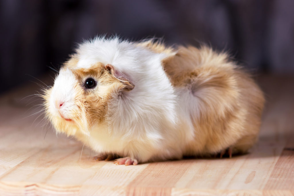 Ways To Stop Guinea Pigs From Fighting