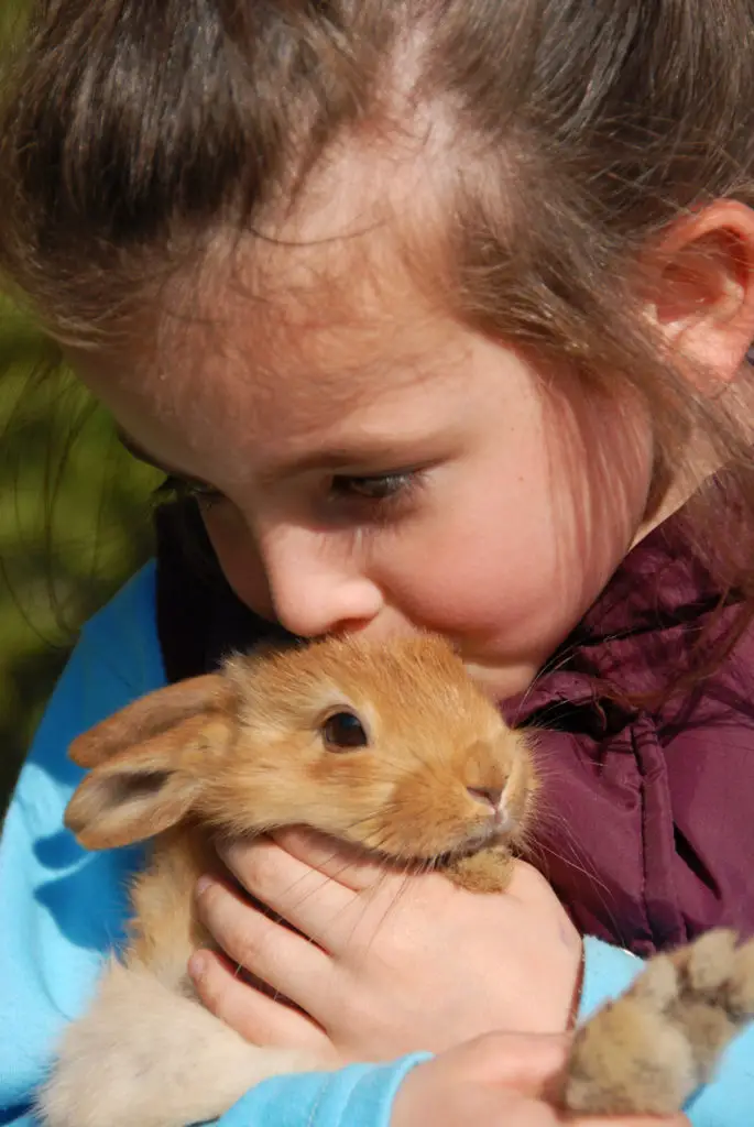 What To Do If A Rabbit Is Crying