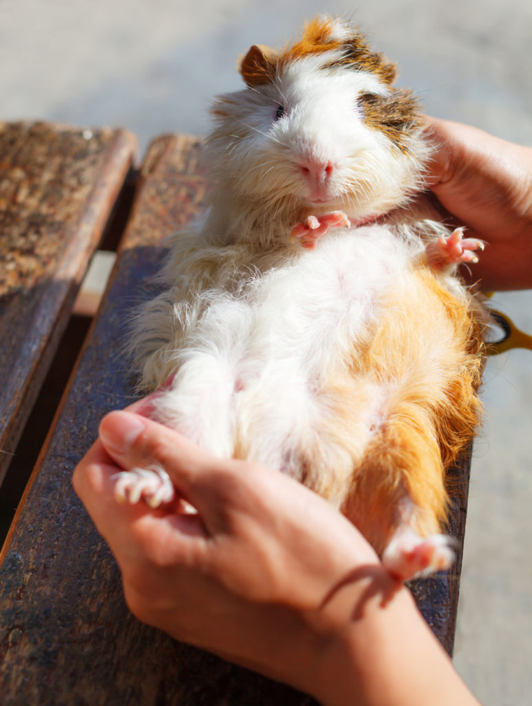 How To Convince Your Parents To Get A Guinea Pig? 3 Ways
