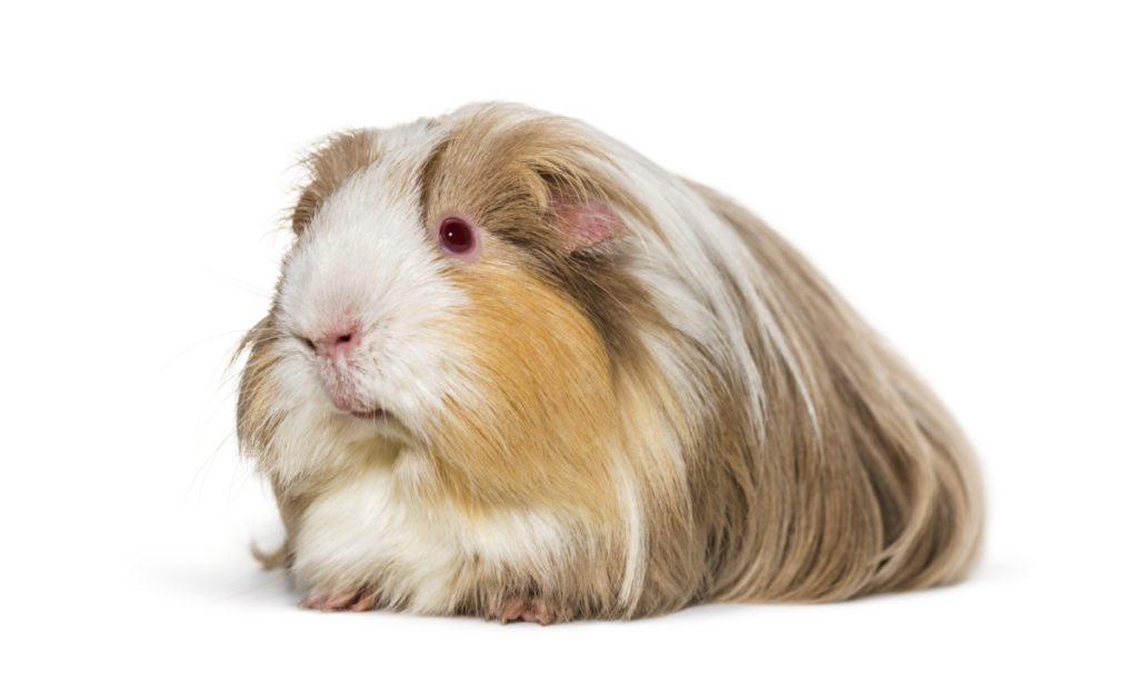 why do guinea pigs have red eyes