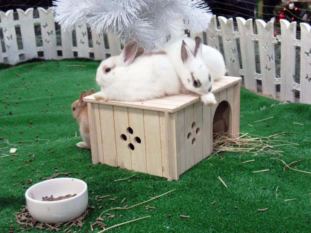 how to make a rabbit bed