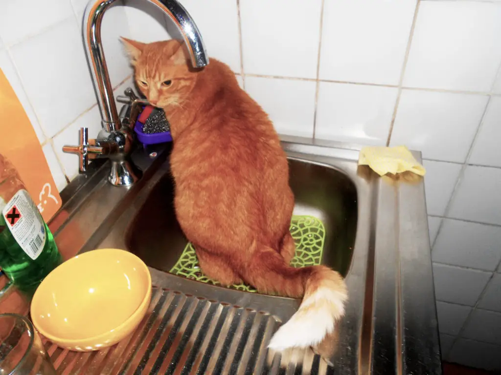 Your cat just likes the sink