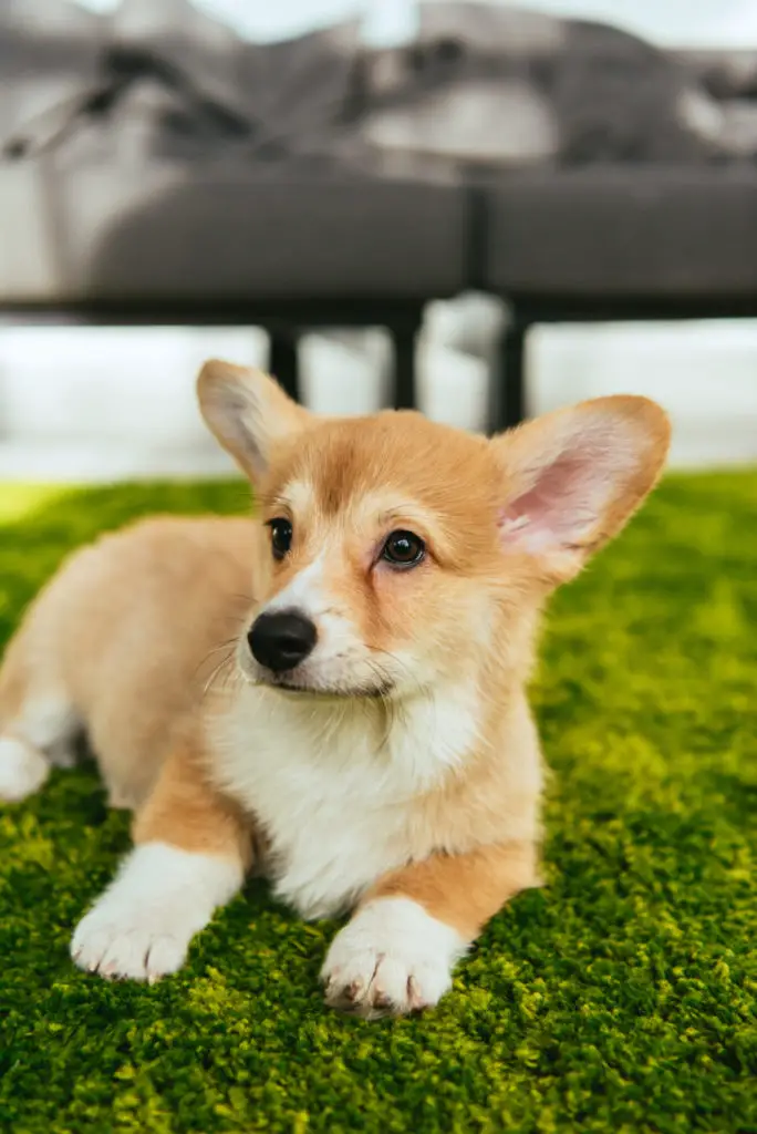 how long can a 3 month old puppy hold its bladder