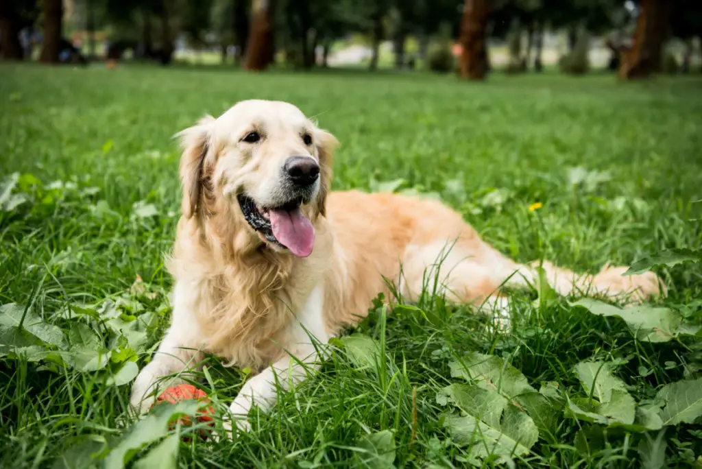 What grass is bad for dogs?
