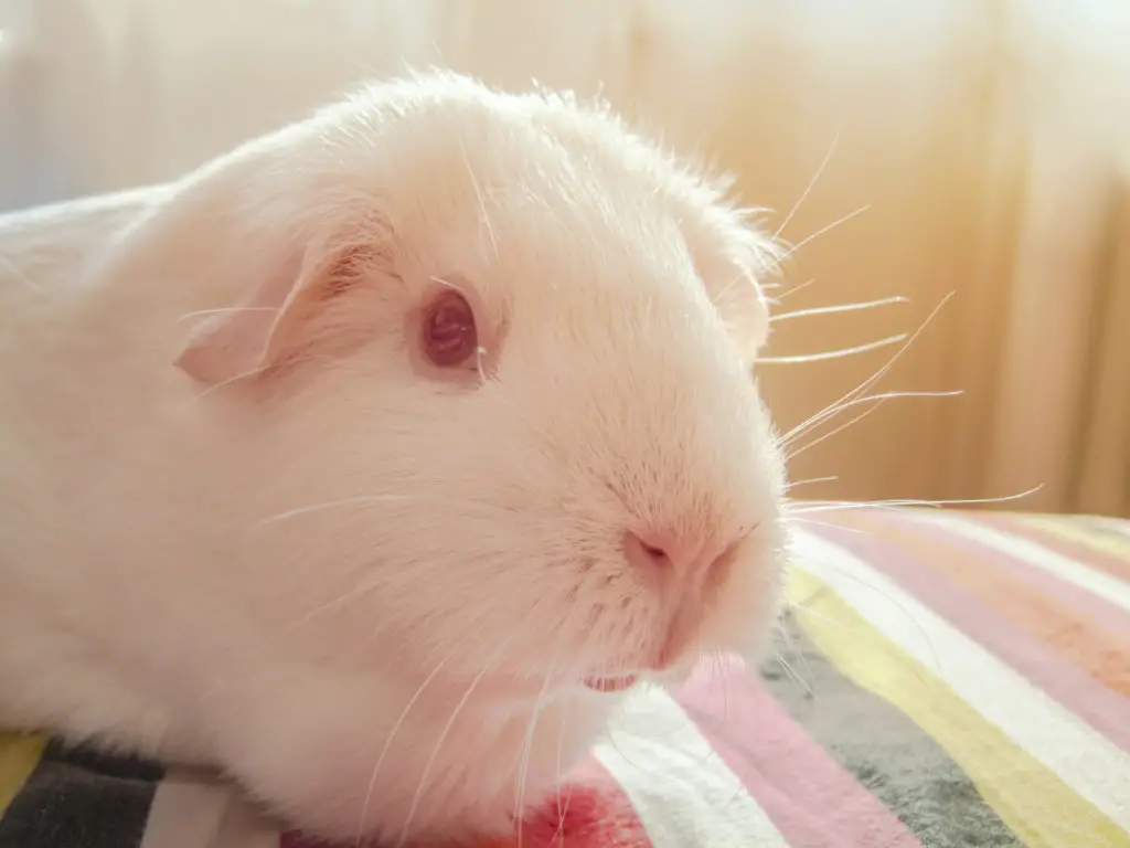 #2. Do red-eyed guinea pigs or albino guinea pigs die quicker?