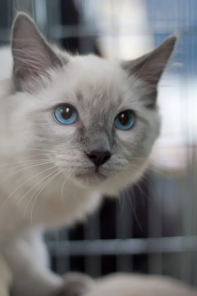 how to tell if your cat is a runt