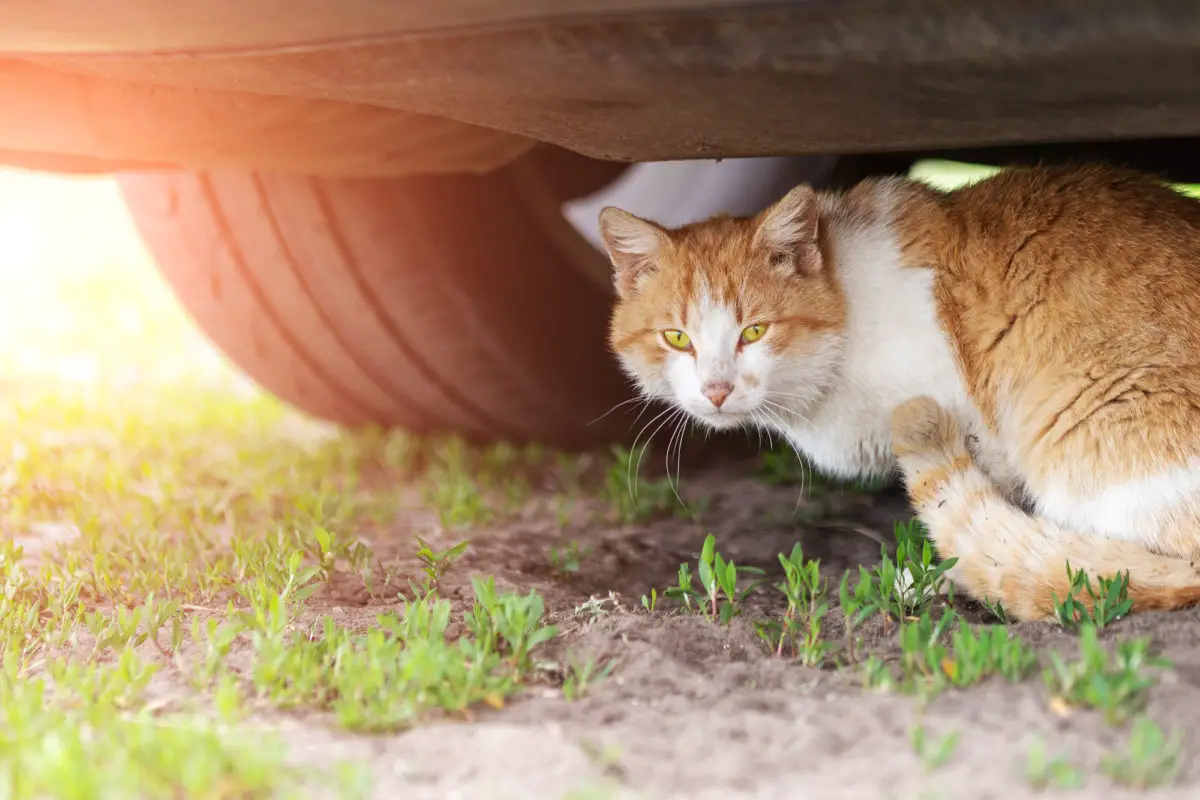 How To Get A Cat Out From Under A Car 6 Effective Methods