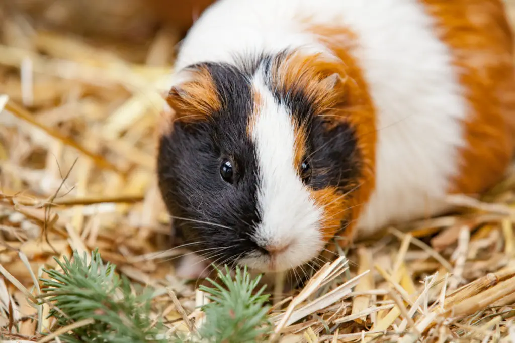 Why Is My Guinea Pig Shivering?
