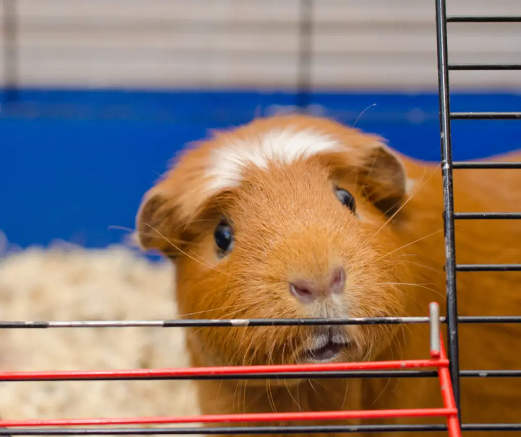 Putting back your guinea pig in the cage