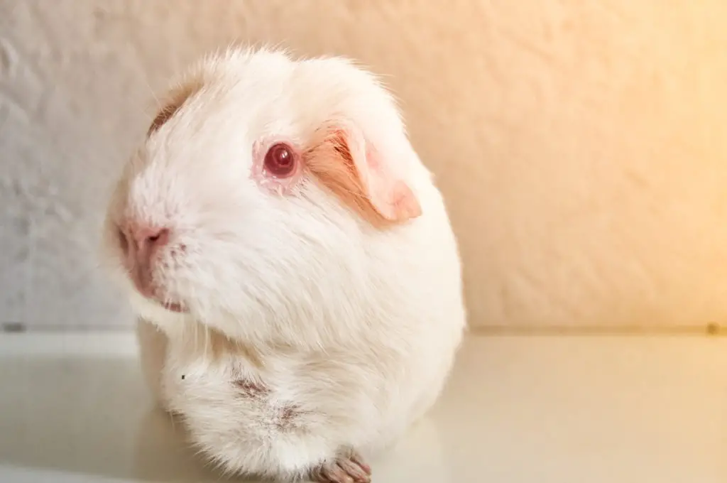 why do guinea pigs have red eyes