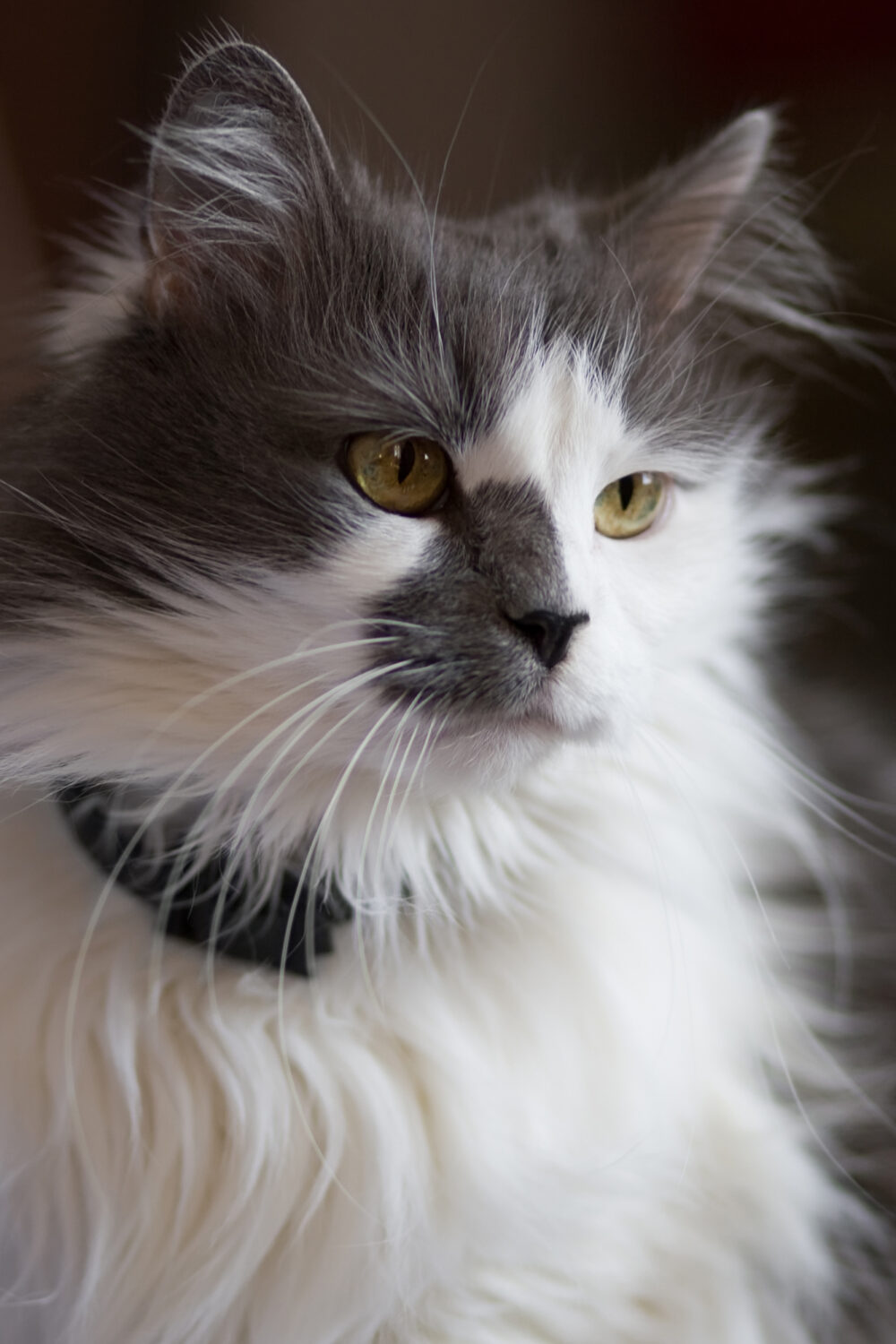 How To Tell If Your Cat Is A Runt 5 Signs to Look For