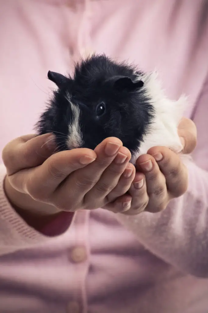 What Are Different Things To Get Before Having A Guinea Pig?
