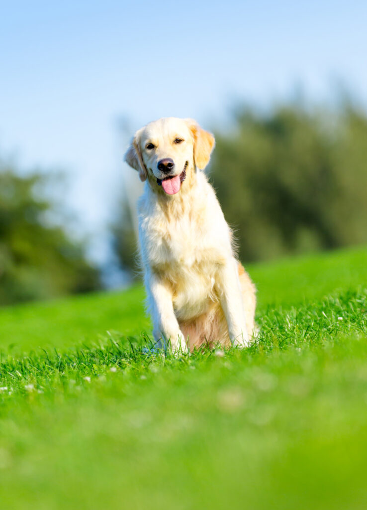 What happens if tapeworms go untreated in dogs