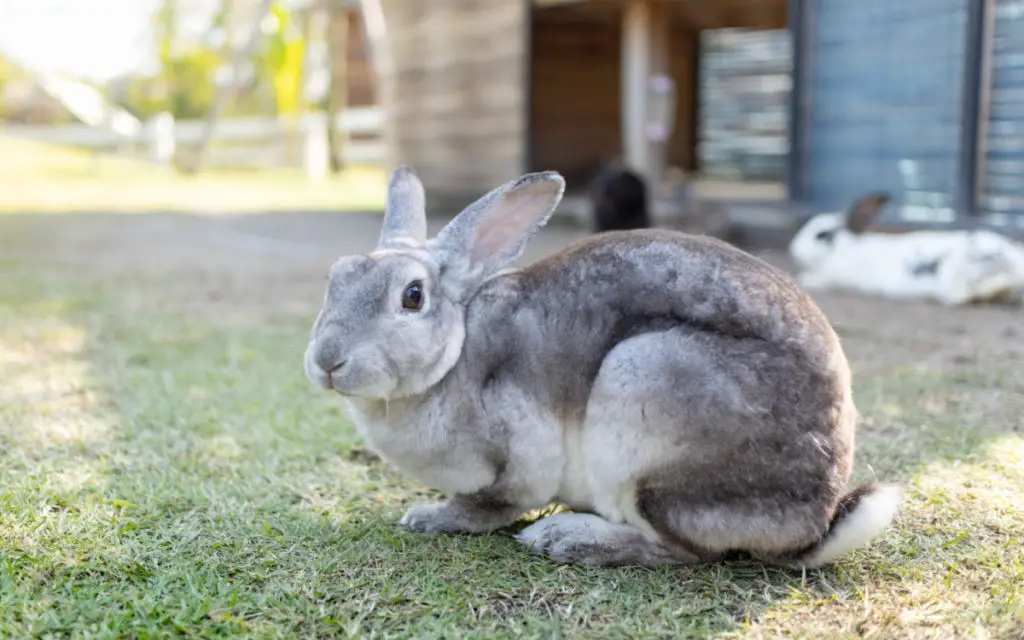 rabbit dewlap