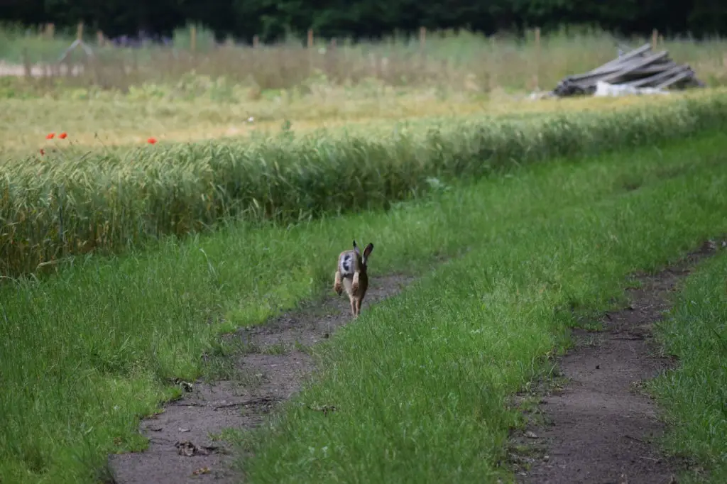 Can A Lost Rabbit Return Home On Its Own?