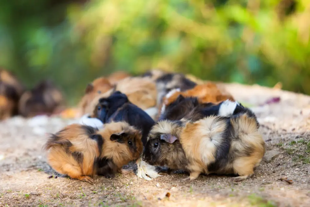 how to stop guinea pigs from fighting