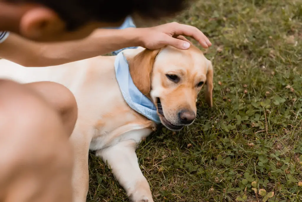 Your dog has incontinence.