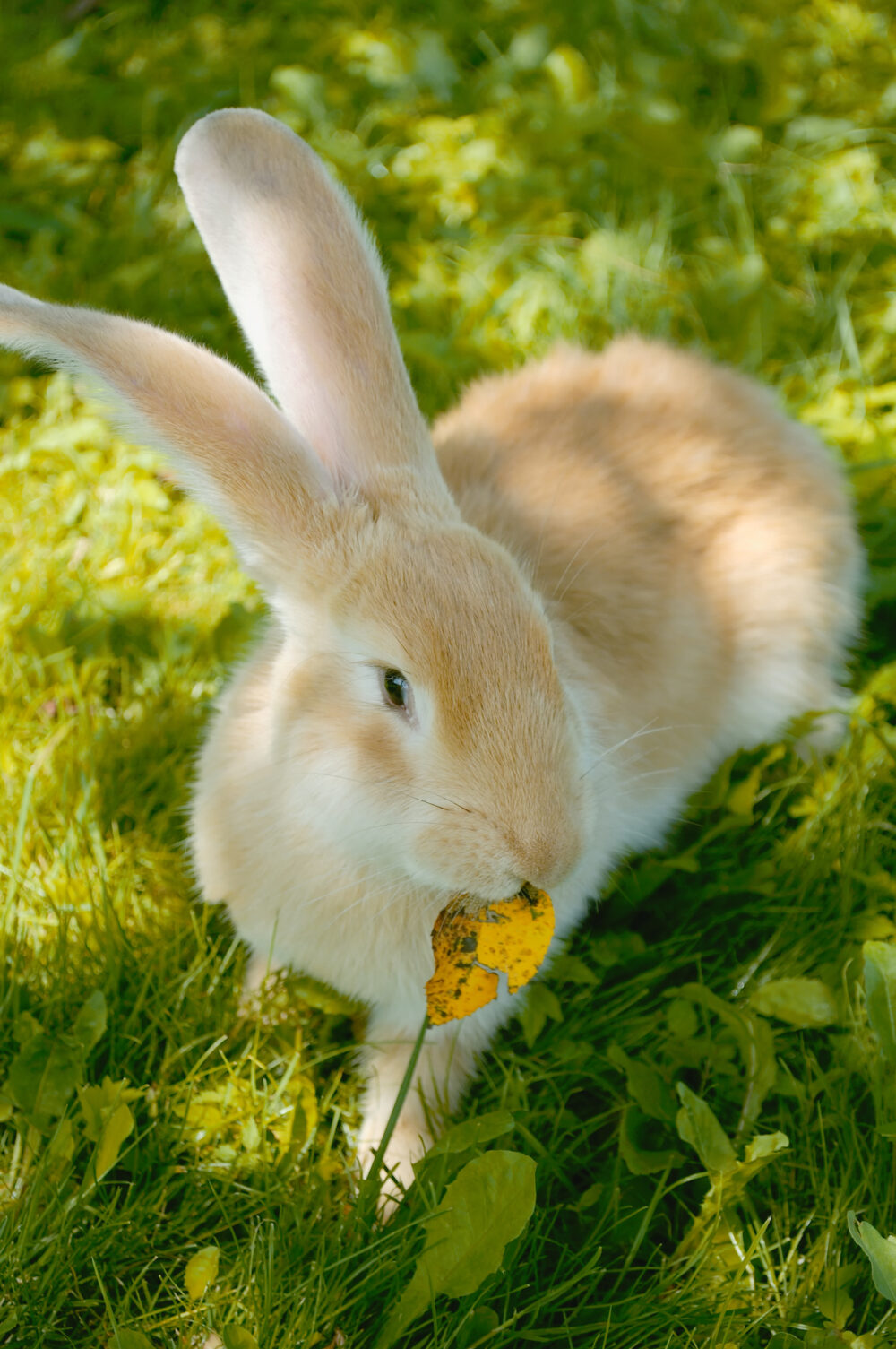 Can Rabbits Throw Up? 5 Signs Your Rabbit Is In Danger PetCosset