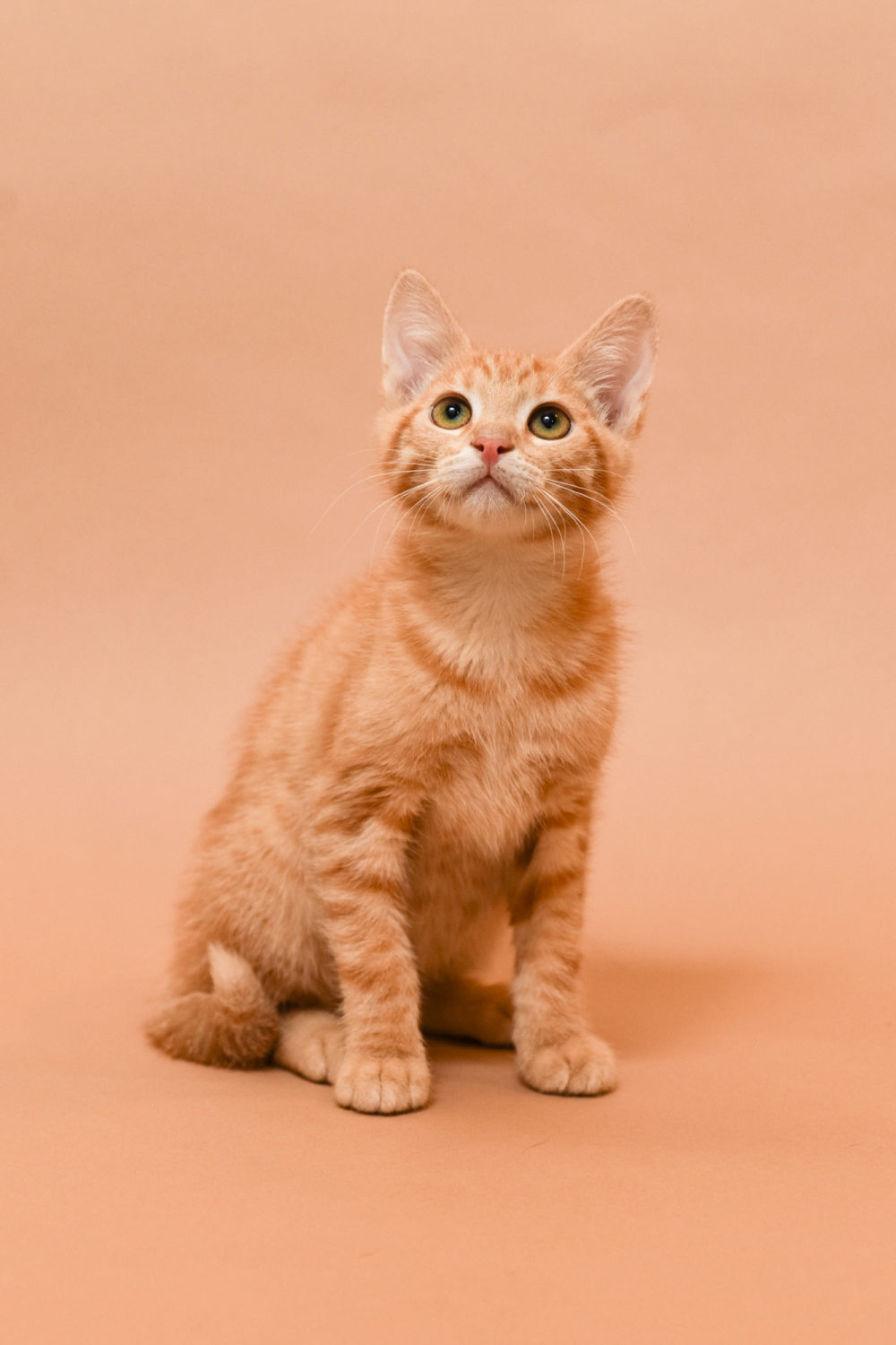 Will My Cat Miss Me When I Give Him Away? Here's The Truth