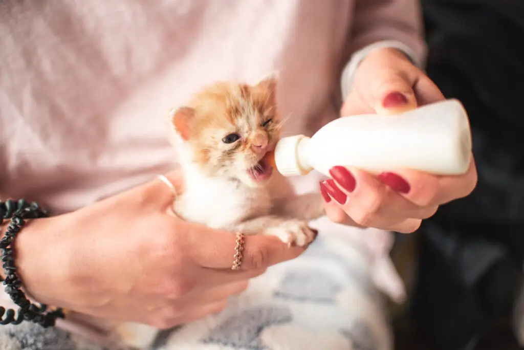 What do you do if your new kitten won't eat?