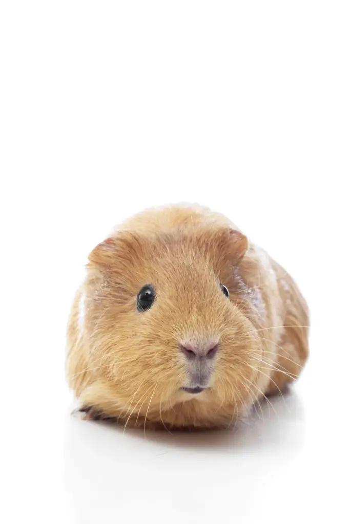 how to tame your guinea pig