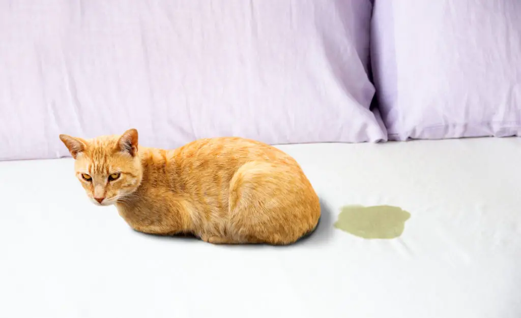 Why did my cat pee on my bed in front of me?