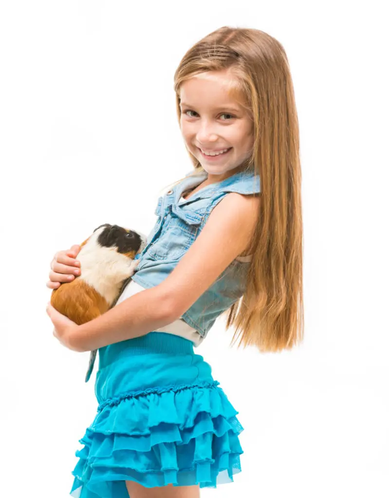 Why Should You Tame Your Guinea Pig