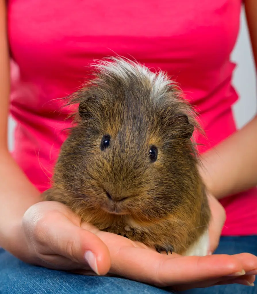 how to pick up a guinea pig that runs away