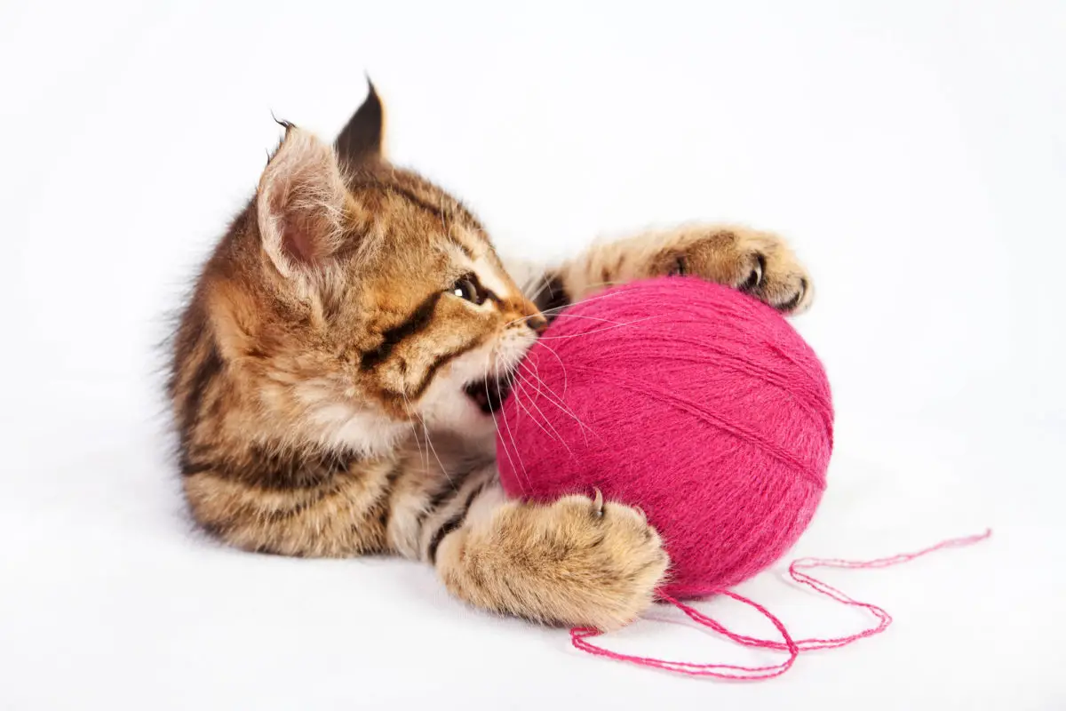 Why Does My Cat Bring Me Things? 6 Fascinating Reasons