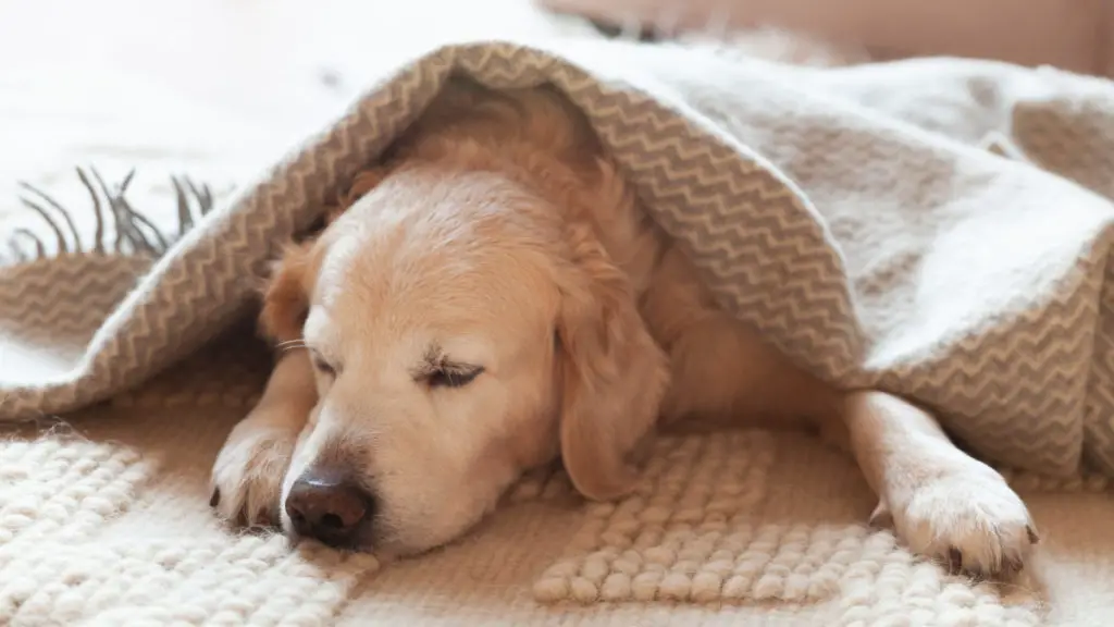 Give your dog its own blankie