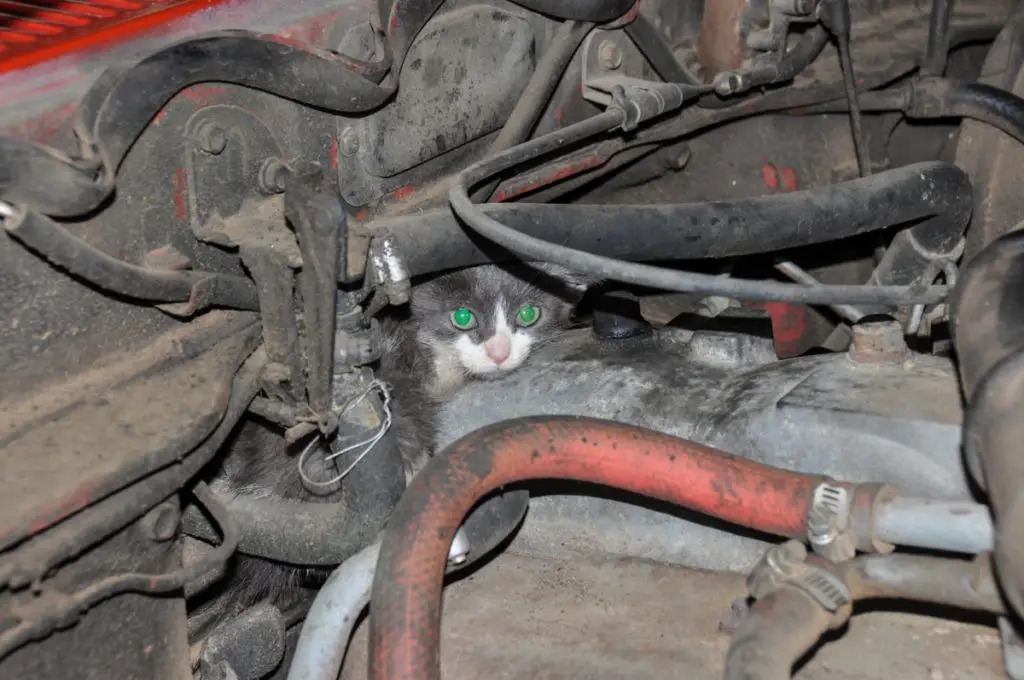 What can I do to keep a cat from getting in my car engine?